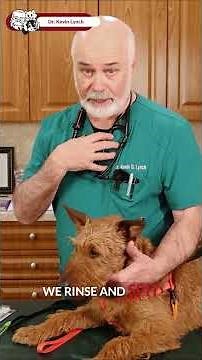 New Device How to Eliminate Plaque #shorts #veterinarian #vet #animals #veterinary #rescueanimals