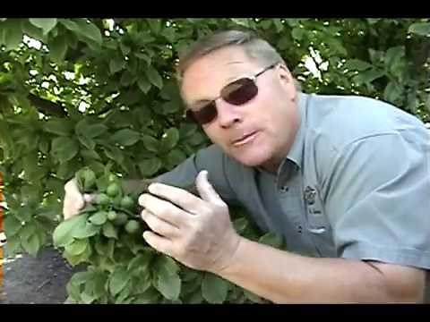 How To Thin A Fruit Tree