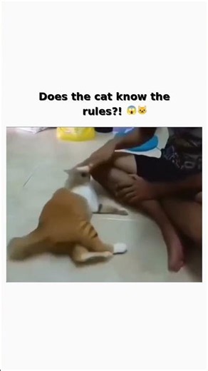 This cat has some serious game skills! 😂 Subscribe for more! #shorts