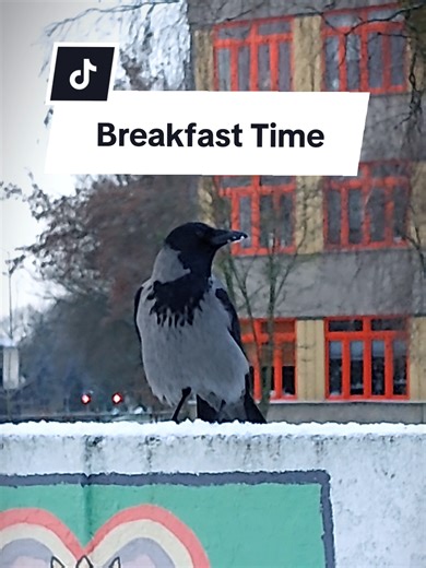 Good morning! 😋🐦‍⬛❄️ #hoodedcrows #crows