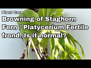 Browning of Staghorn Fern fertile frond. Is it normal? Ep 25