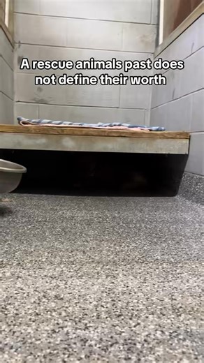 7.8K views · 105 reactions | A rescue animal’s past doesn’t define...