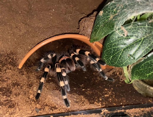 Acanthoscurria Geniculata: Feeding the Giant Tarantula