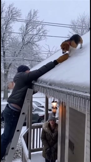 Against the Ice Storm: Beagle Dog Rescued from Slippery, Icy Rooftop #dog #rescue #shorts