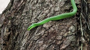 Beautiful bright green color Viper snake wrapped around a tree branch in a forest.