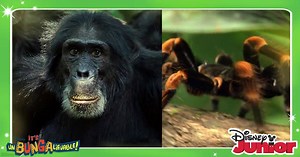 Are your kids learning UnBungalievable facts this week? | Disney Jr.
