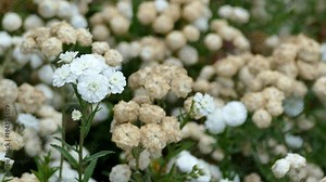 Breeze blowing the white flowers of Achillea ptarmica - The Pearl. Blooming 'Double Diamond’ - Close up. Out of focus floral background. Nature, springtime concept. Flower gardening concept.