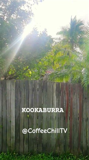 KOOKABURRA SITTING ON THE FENCE MOUNTAIN CREEK QLD AUSTRALIA #kookaburra #australianwildlife #qld TV