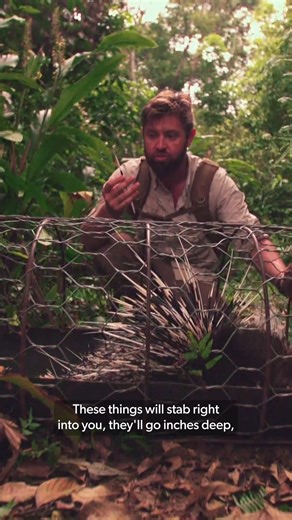 A rare East Asian porcupine is found caught in an illegal trap, but Forrest wasn’t about to leave it behind 🦔💔 #ExtinctOrAlive | Love Animals