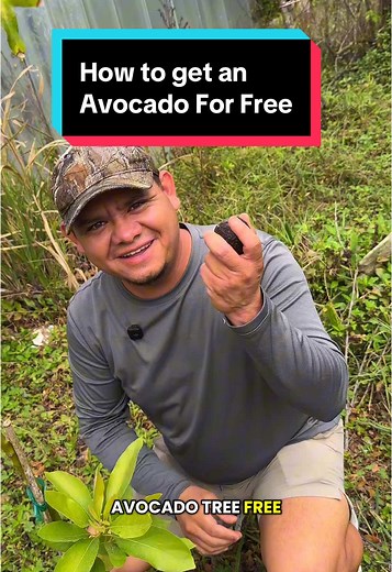 How to Grow an Avocado Tree from Seed