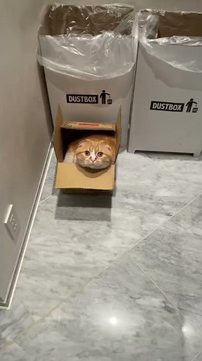 Maruo in a super small box #Shorts