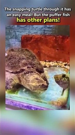 Snapping Turtle vs Puffer Fish: Unbelievable Survival Trick!
