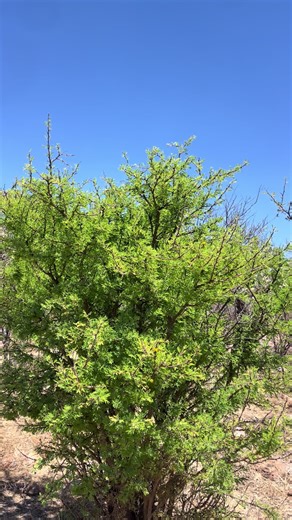 Videos de Jose (@josemoran0309) con “som original - Promesas Cristianas”