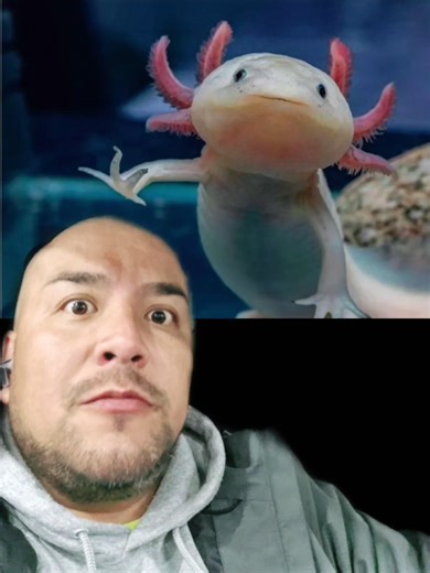 Evie Hill encontro un Ajolote en el Rio Ogmore, en Bridgend Wales en el Reino Unido. Y ahora todos se preguntan, como un axolotl que es nativo al Lago de Xochimilco en Mexico llego alla? #axolotls #wales #reinounido #ajolotes #eviehill