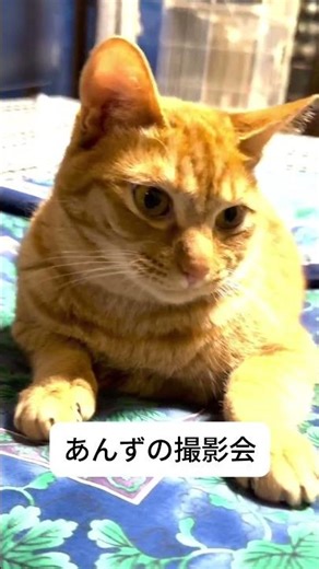 あんずの撮影会 #猫 #ねこ #ネコ #cat #猫のいる暮らし #猫のいる生活 #保護猫 #ねこのいる生活 #癒し