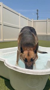 12 reactions | Splish splash  . . . #BowWowFun #DogDaycare #CampActivities #HappyCampers #DogLife #JoyLivesHere #CampLife #DogDayCare #DogBoarding #DogEnrichment | Camp Bow Wow Cincinnati | Facebook