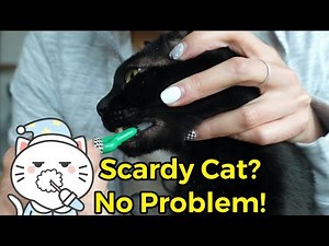 How to Brush Cat Teeth with EASE!