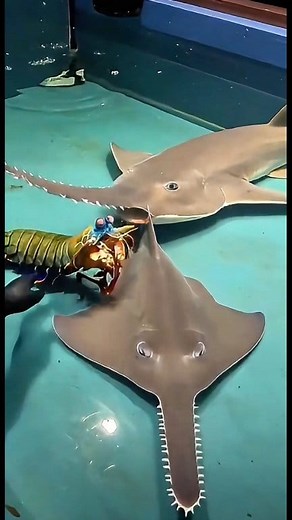 Ocean Boxing Ring with the Strongest Shrimp #wildanimals #mantis | REEF TANK Paradise