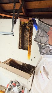 I performed a live bee removal in Whittier, California, where I found a large hive bustling with honey bees! The colony started about three feet in and stretched over three and a half feet across—packed with fresh honey, comb, and healthy brood. 🐝🔥 I carefully removed the comb, making sure to preserve the vital parts of the colony. This bee rescue focused on safely relocating the bees to give them the best chance at recovery and survival. If you need professional and humane bee removal or bee 