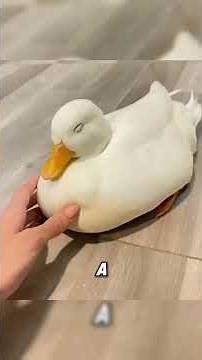 watch this cute little call ducks #animals #callducks #duck#shorts