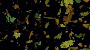 Falling autumn leaves loop