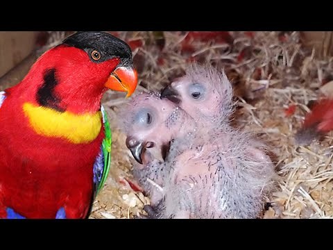 YELLOW BIBBED LORY hatch and grow up #parrotgrowup