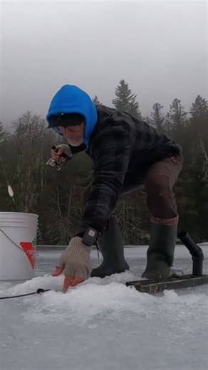 DIY Jaw Jacker In Action! #diyjawjacker #icefishingperch #icefishing