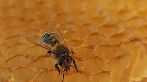 Honey Bee Invasion: Here's how to prevent this from happening in your home