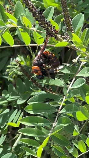 これはとても良い映像ですね。外来種であるタイワンタケクマバチを捕食するオオスズメバチ。とても興味深い。