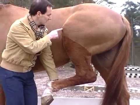 Equitation : Galop 5 - Cheval