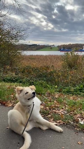 1.9K views | Milo kolding fjord | Franz Petersen | Facebook