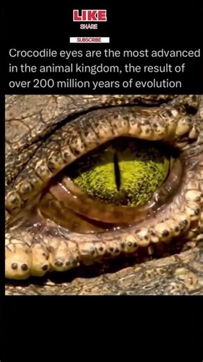 Crocodile eyes are the most advanced in animal kingdom, the result of over200million years evolution