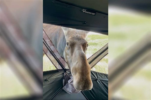 Moose Sticks Head in Bowhunter's Hunting Blind