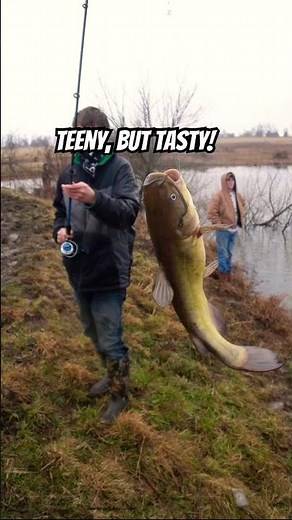 BULLHEAD CATFISH CATCH AND COOK #fishing #outdoorcooking #grillinginthewild #catfish #fishinglife
