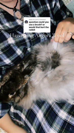 Understanding Angora Rabbits and Their Wool Benefits