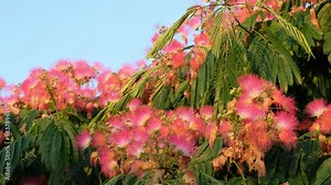Video of the blooming Persian silk tree (Albizia julibrissin). Crete. Greece