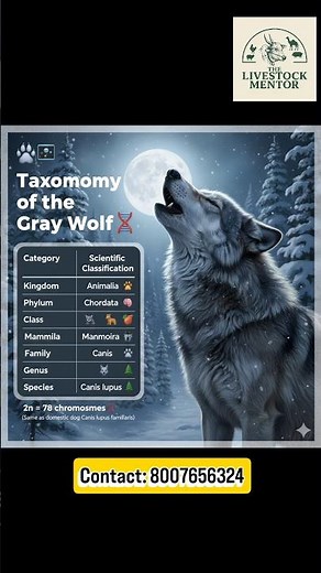 🔬The Wolf in Science: Taxonomy, Chromosomes & Adaptation🐺🦊 #wolf #taxonomy #icar #vet #diwali #ars🪔🐾