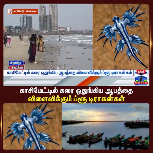 Thanthi TV on Instagram: "Blue Dragon | Chennai | காசிமேட்டில் கரை ஒதுங்கிய ஆபத்தை விளைவிக்கும் ப்ளூ டிராகன்கள் #BlueDragon #Chennai #Kasimedu"