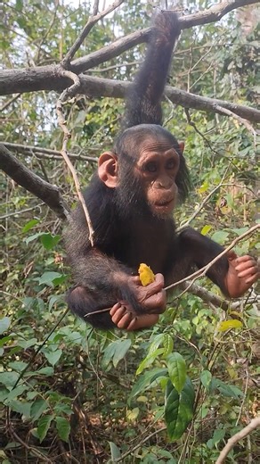 Baby Asha, who we rescued from a hunting camp last December😢, is recovering very well from her injuries! In the recent video, captured by volunteer Tiffany Berthier, she's hanging by her good left hand and using her right hand, which was badly damaged by the poachers bullets, to eat wild fruit gathered by her caregiver.👏🥰 Your support is giving her and 78 others a second chance for a happy life! Thank you! 💕 If you're in the area, we hope you'll consider joining us for our fundraising event 