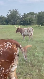 635K views · 13K reactions | Sometimes you just have to take a break from laboring and go hang out with your longhorns. These belong to Trooper Lyle Lubbers #578. He has 5 calves, 10 cows, 2 steers, a bull, and 3 bred heifers. No speeding going on here. We hope everyone is having a safe and happy Labor Day weekend! | Oklahoma Highway Patrol | Facebook