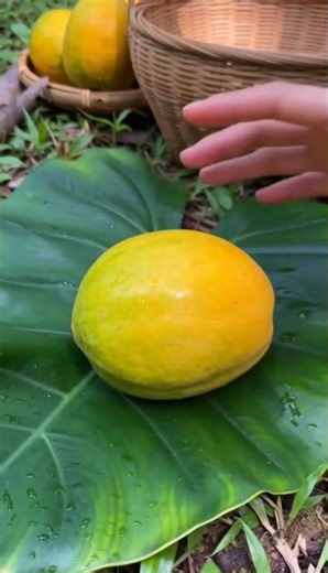 Strange tree discovered in the forest.