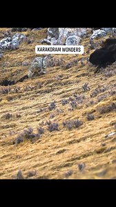 Snow leopard vs Dogs 😍 #snowleopard #dogs #fypシ゚viralシ #viralreelsシ #viralreelsfb #viralshorts #kkh #forum #BabusarTop #Khunjrab #Hunza #dangerousroads | Mosafir