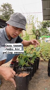 97K views · 1.3K reactions | Cara tanam jambu air paling senang #jambuair #donnursery #berbudipadatanah #fypシ | Don Nursery Kota Belud | Facebook