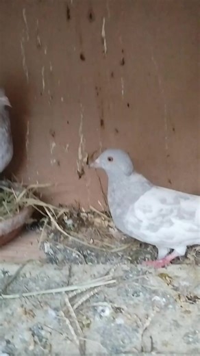 dark★rust (@dark_.rust)’s videos with original sound - 👑♩ 𝐌ι𝔸几 𝐰𝕣เtẸＳ ☺💀