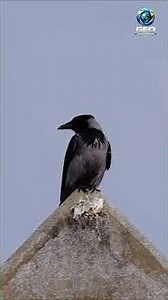 The Hidden Intelligence of Crows | part-03 (4K) #crow #birds #wildlife #animals #shorts