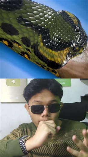 Ketika Ular Hijau Kelaparan, Ini Yang Terjadi!😳😱