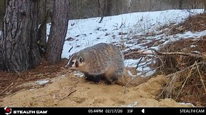 13K views · 103 reactions | It’s cool, I’m cool, nobody saw that... wait a second...   . -We don’t see badgers very often in this part of the state and to get a daylight video is pretty rare! That’s the best part about trail cameras, you just never know what might show up.. via @michoutofdoorstv | Stealth Cam | Facebook