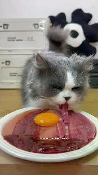 Cat eating broadcast online | The first one, meow~!\n#eating food fan #cute pet #debut plan of cute