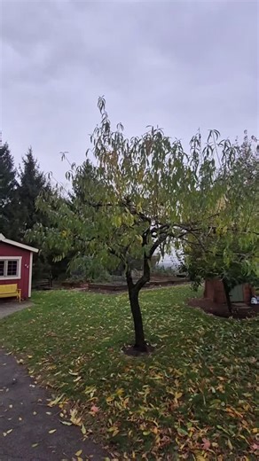 Fruit tree transformation! #pruning #trimming #arborist #transformation #trees #tree #landscape #treework #chainsawman #fyp #explore #beautiful #perfect | Vance Tree Service Inc | Facebook