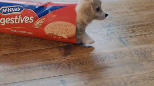 The Cutest Ad Ever Put on Television...McVitie's Puppy!! - Vidéo Dailymotion